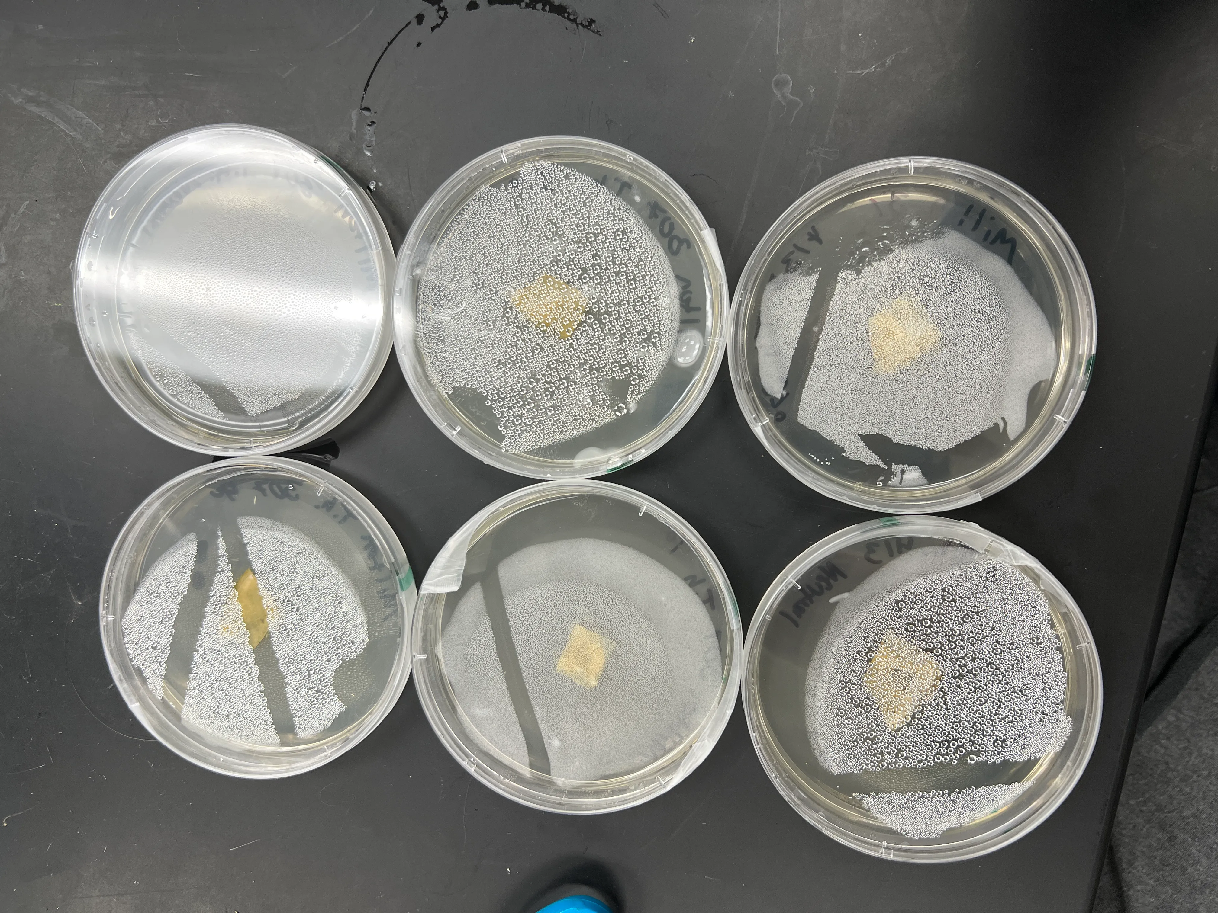 Photo of my prepared petri dishes