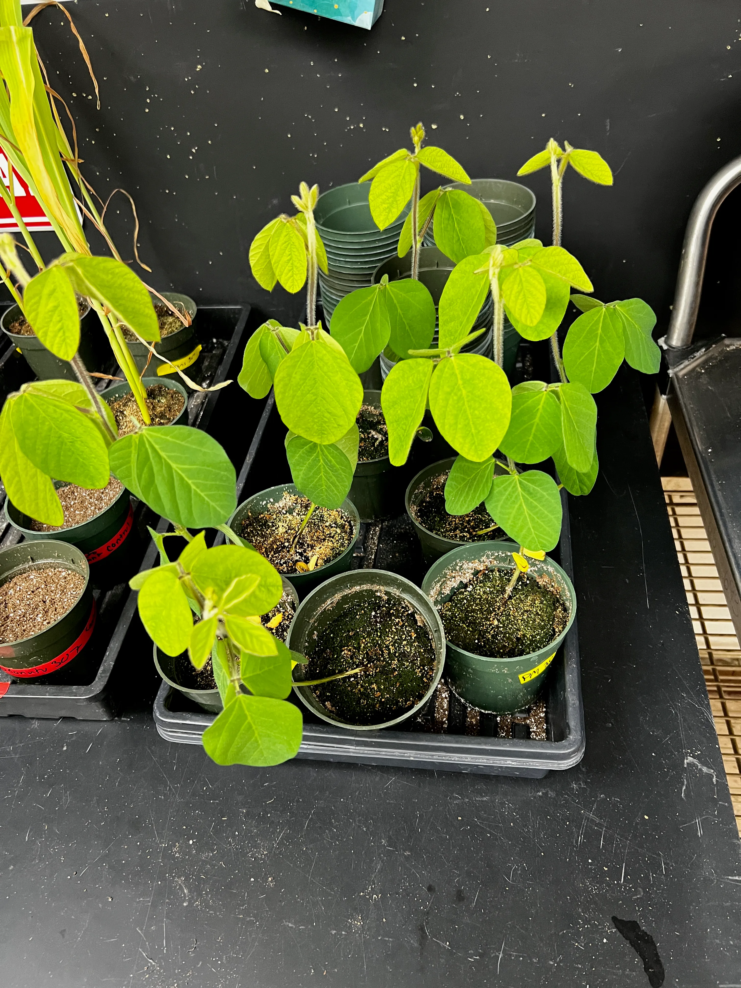 Photo of my prepared soybean seedlings
