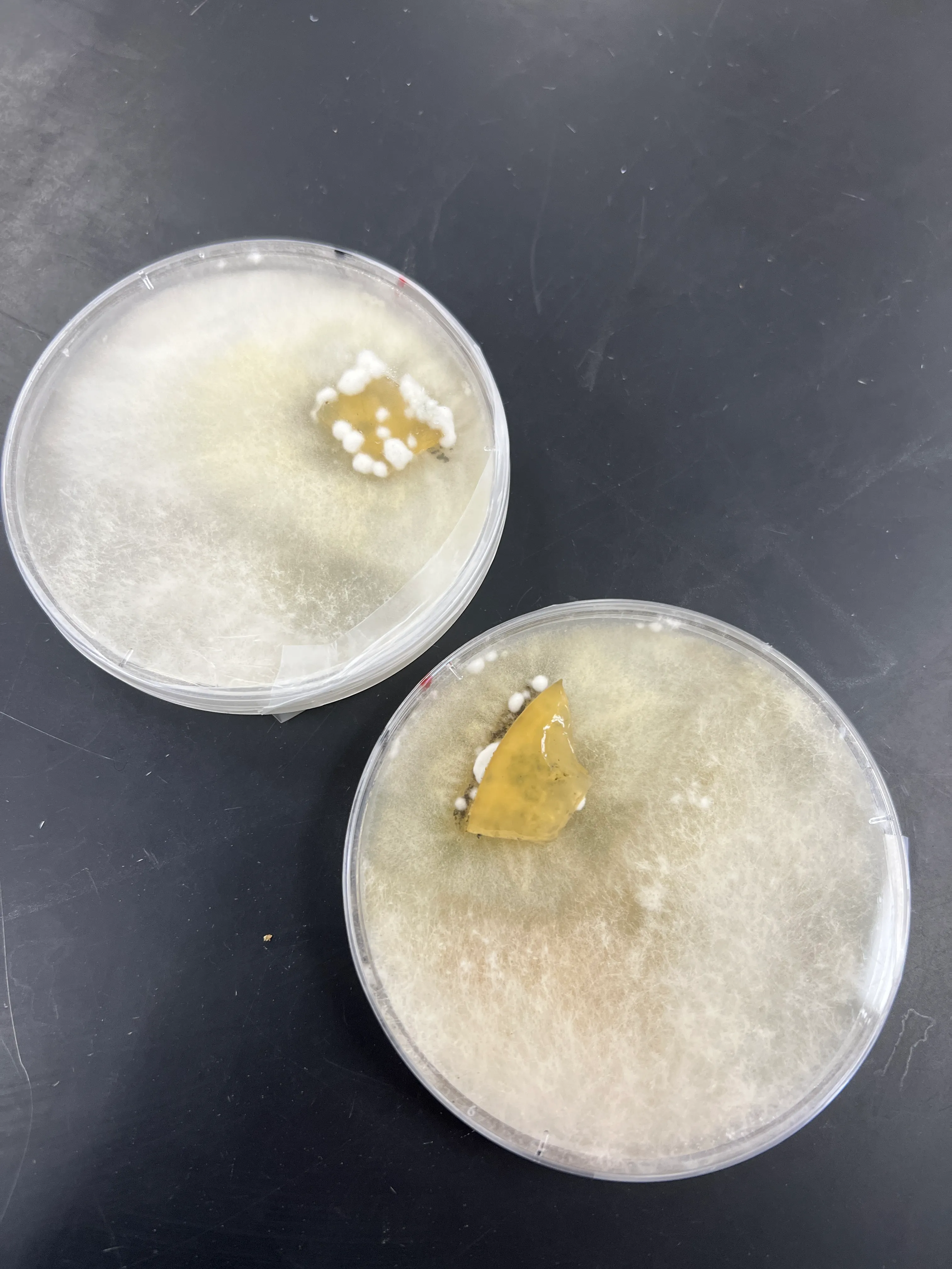 The isolated S. sclerotiorum plates