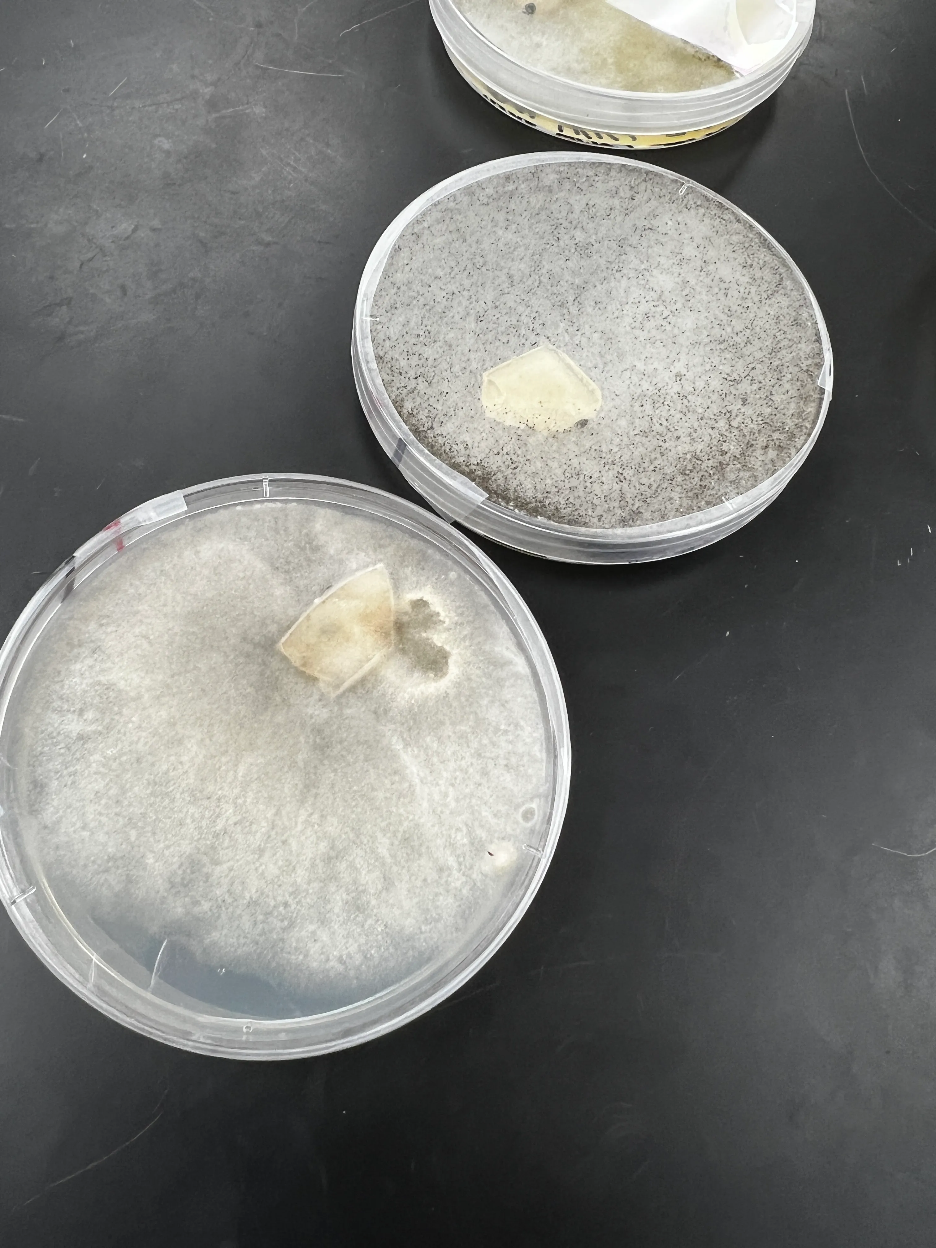 The contaminated T. harzianum plates