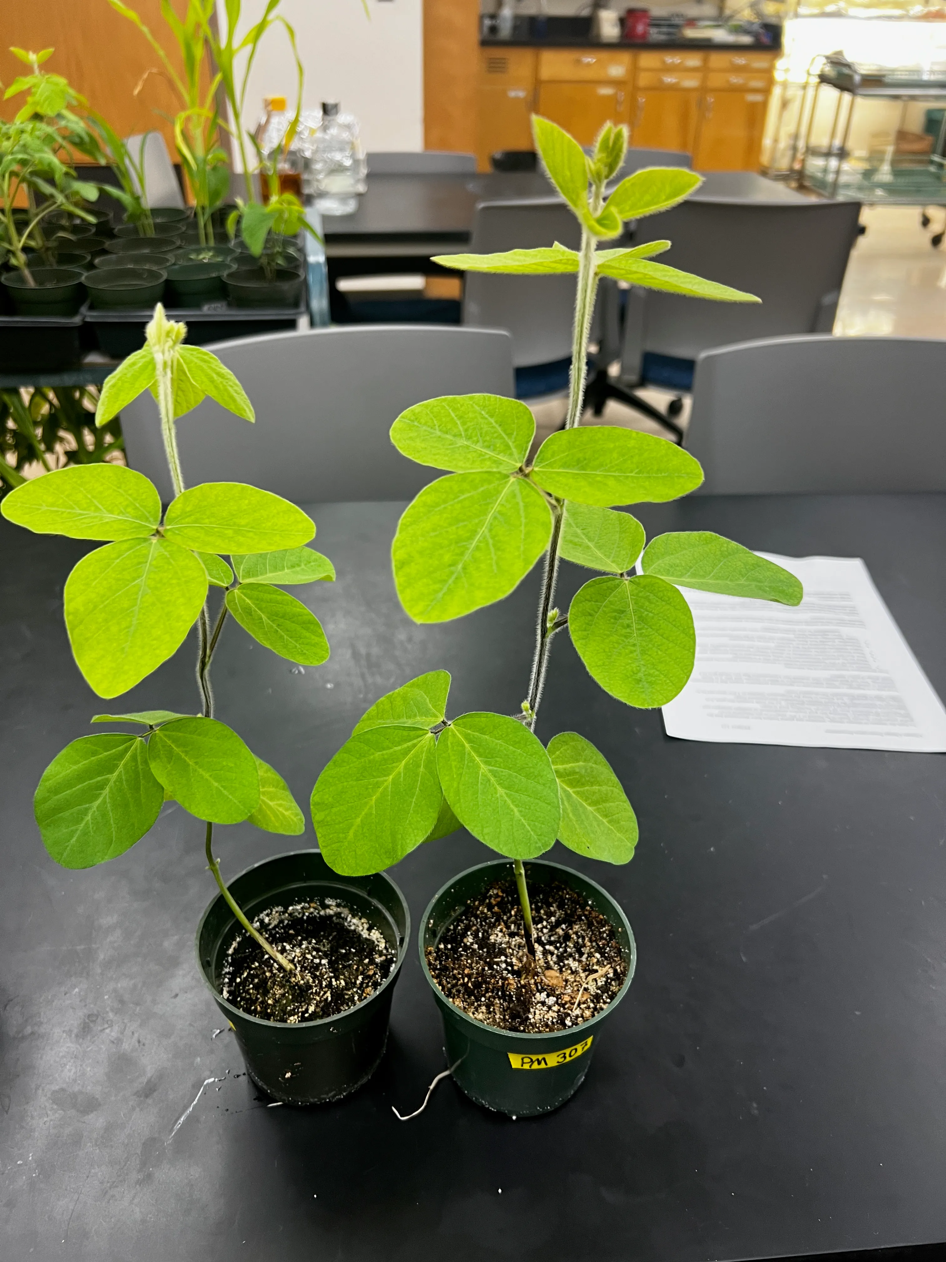 Control plants