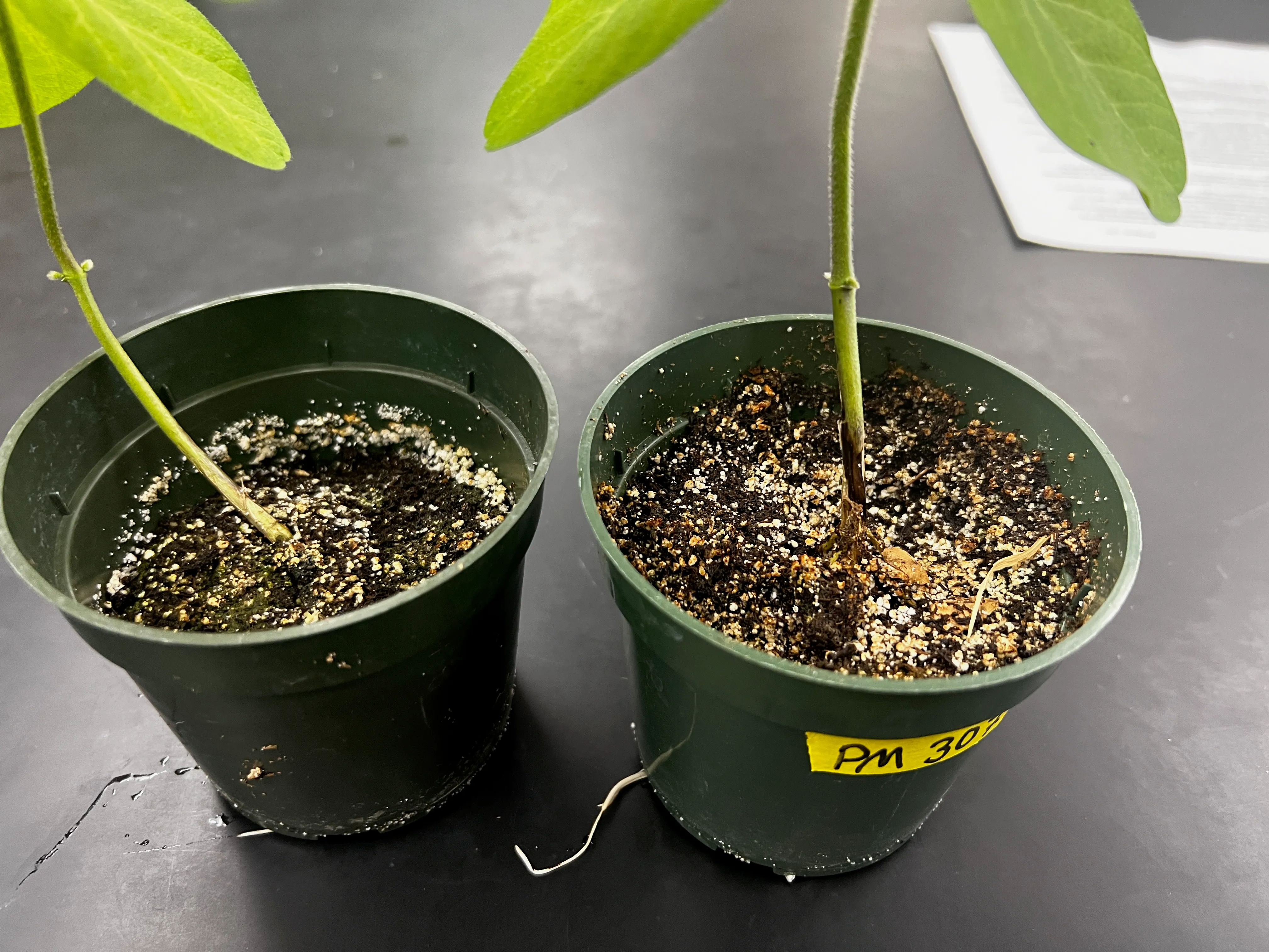Control stems