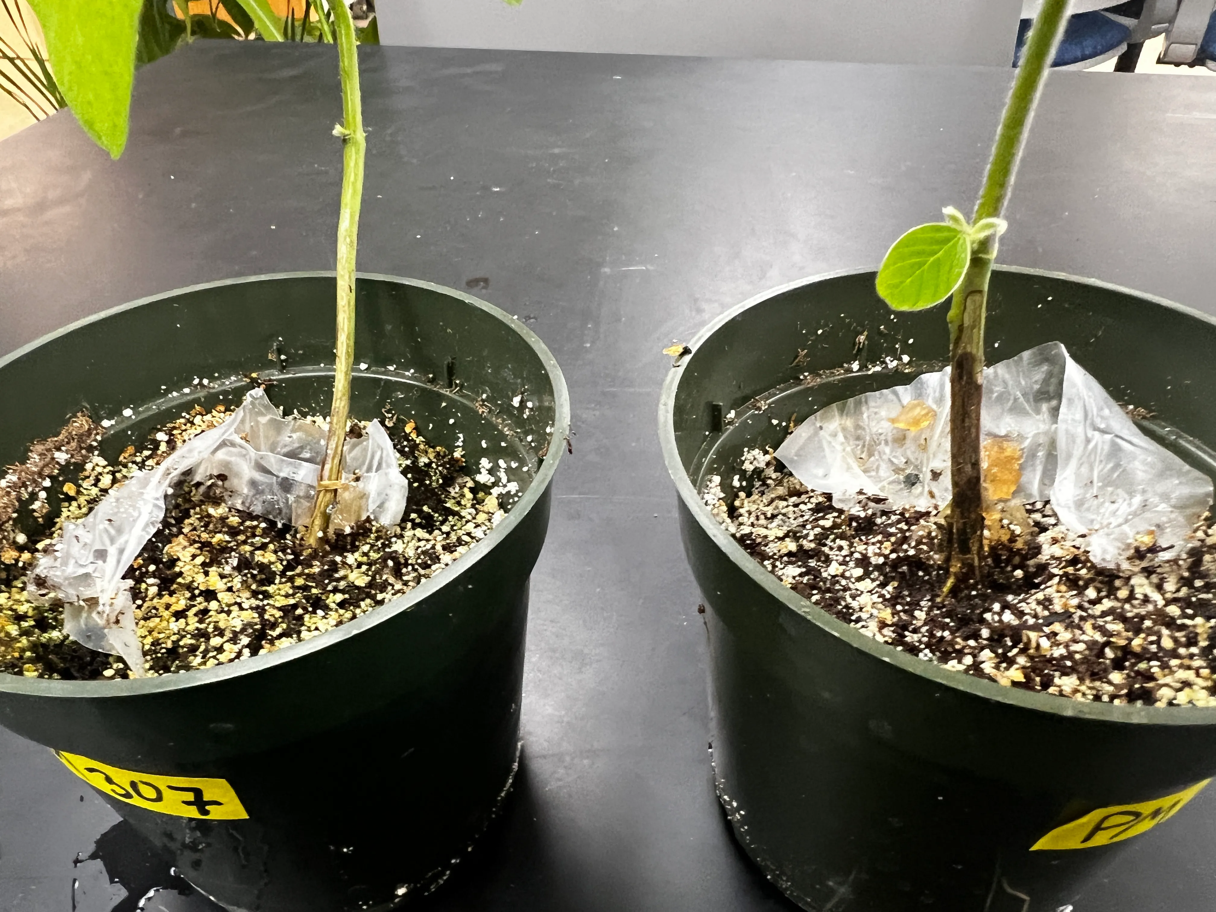 Stems