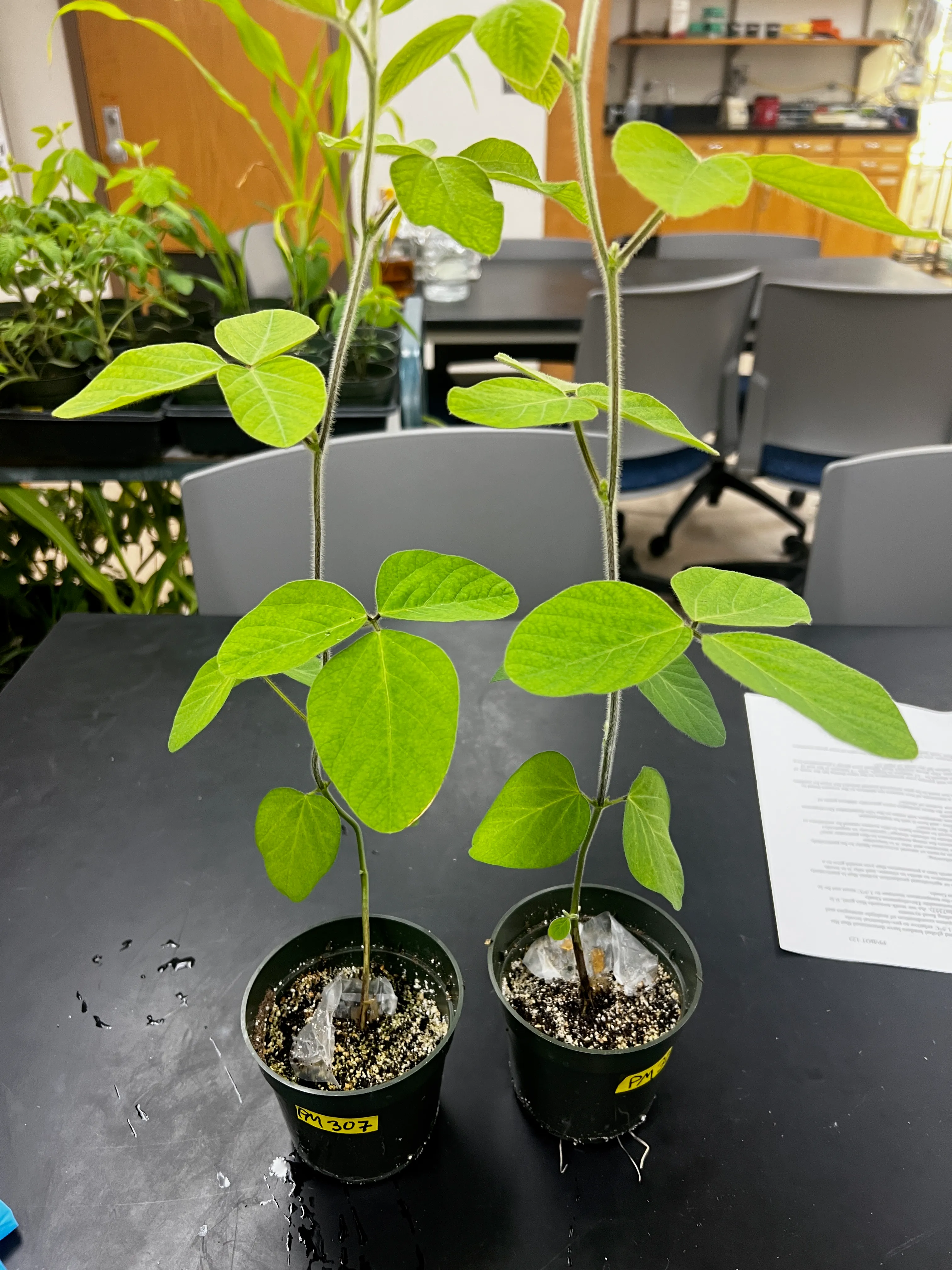 Plants