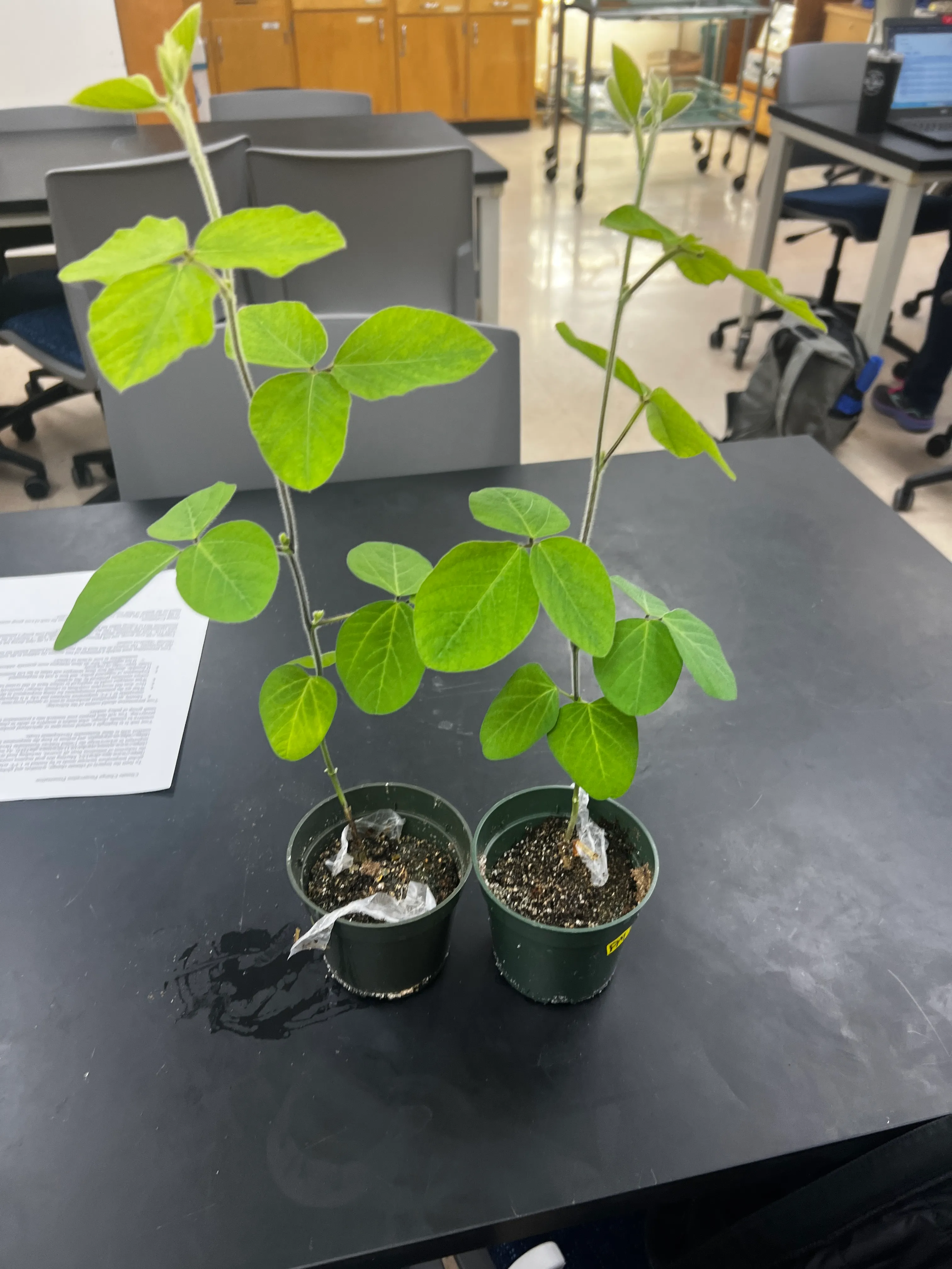 Plants