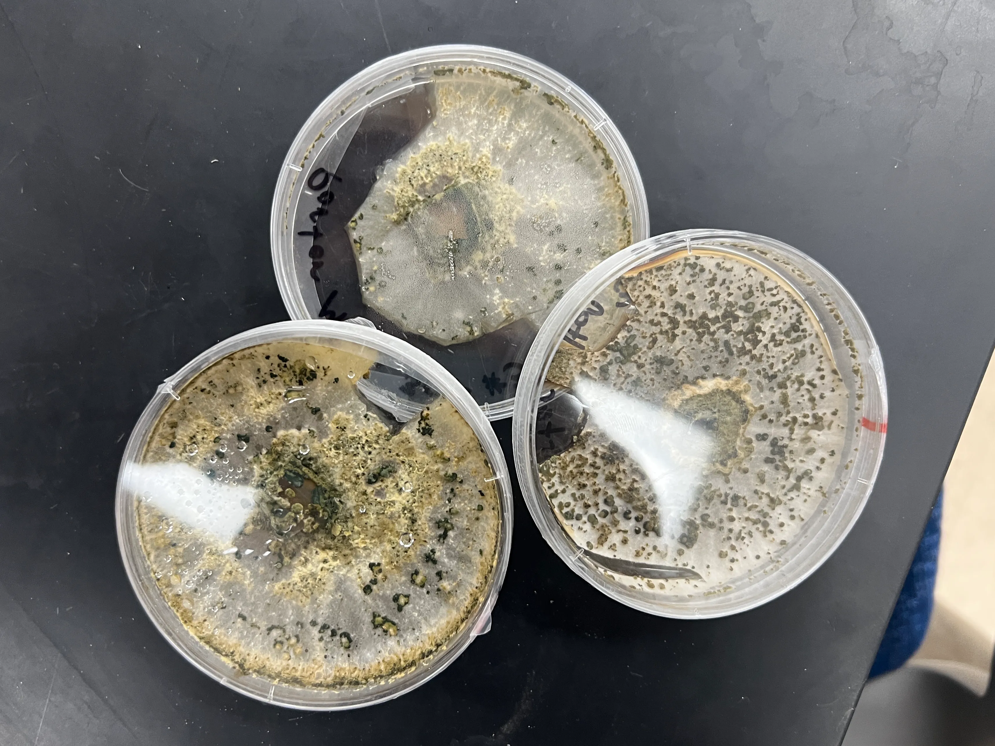 My pet microbe(s)