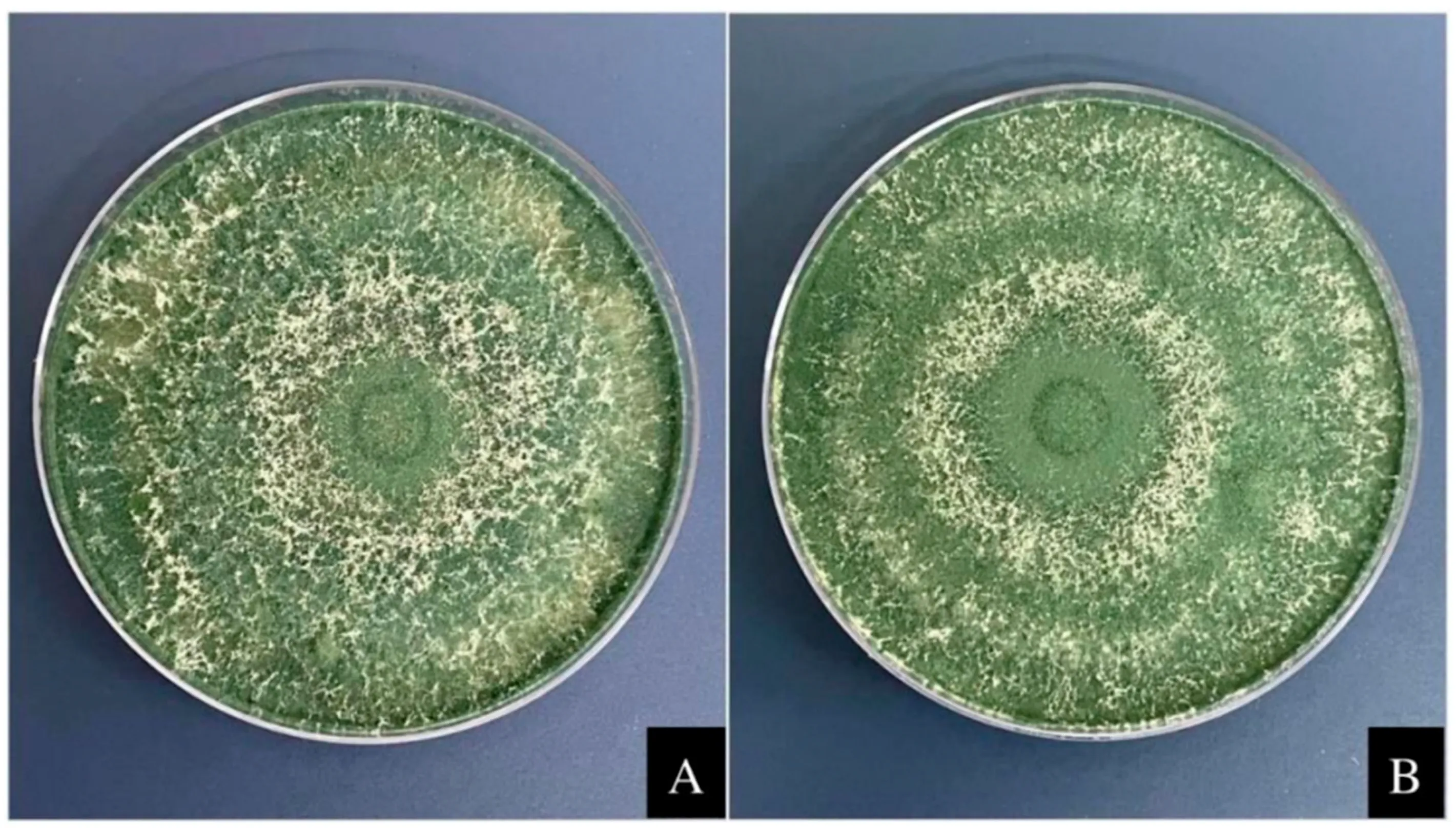 Image of an awesome Trichoderma harzianum (Silva et al.)